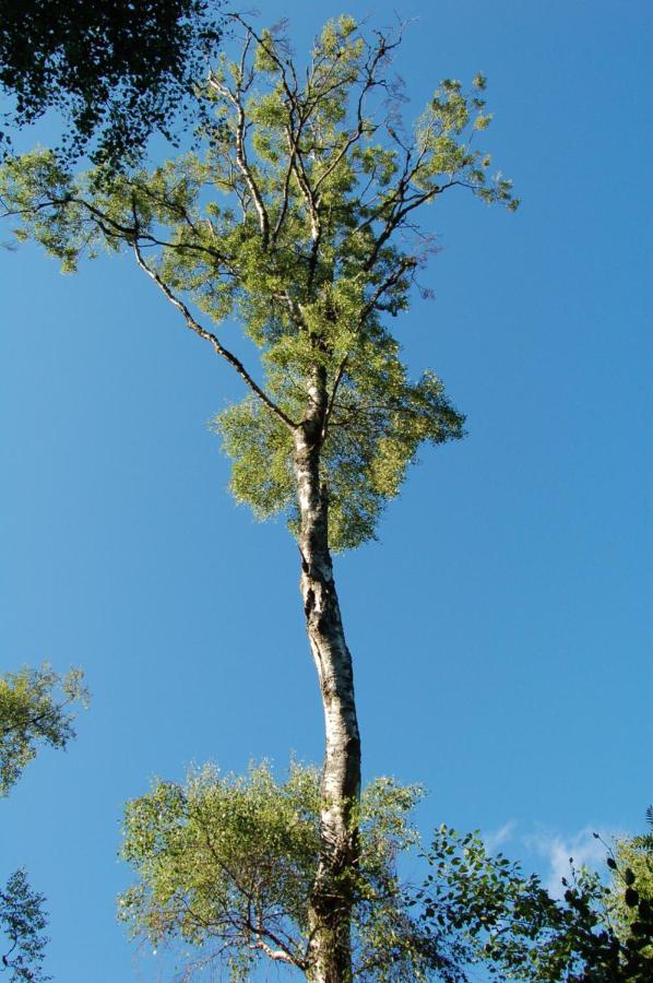 Luxury Woodland Oak